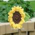 Sunflower-Clip_298.jpg